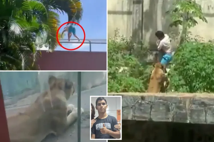 Brazil Zoo Lion Attack