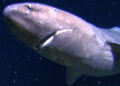 Gemini Sleeper Shark Antarctica