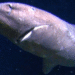 Gemini Sleeper Shark Antarctica