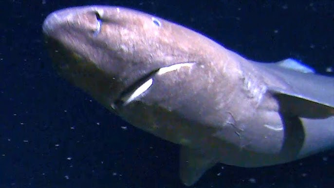 Gemini Sleeper Shark Antarctica
