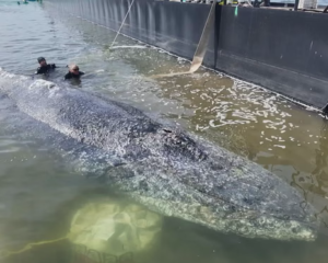 Freeing Timmy Humpback Whale