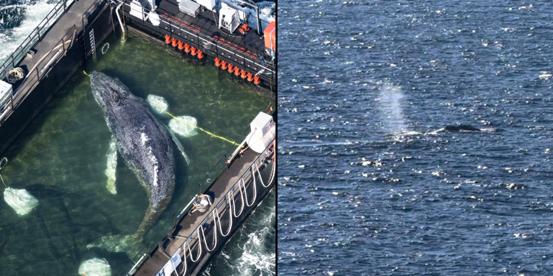 Freeing Timmy Humpback Whale