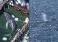 Freeing Timmy Humpback Whale