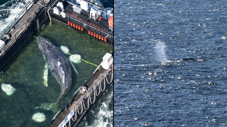 Freeing Timmy Humpback Whale