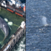 Freeing Timmy Humpback Whale