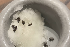 Michelin restaurant ant sorbet