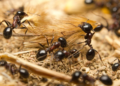 Michelin restaurant ant sorbet