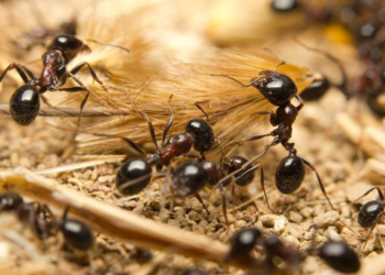 Michelin restaurant ant sorbet