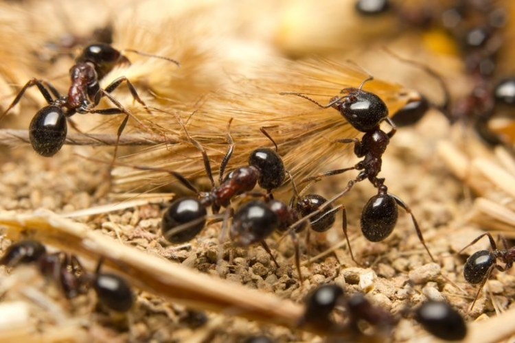 Michelin restaurant ant sorbet