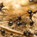 Michelin restaurant ant sorbet