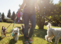 Dog Walker Owner Liability