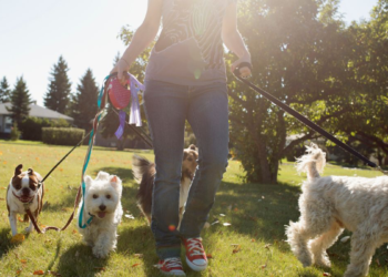 Dog Walker Owner Liability