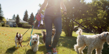 Dog Walker Owner Liability