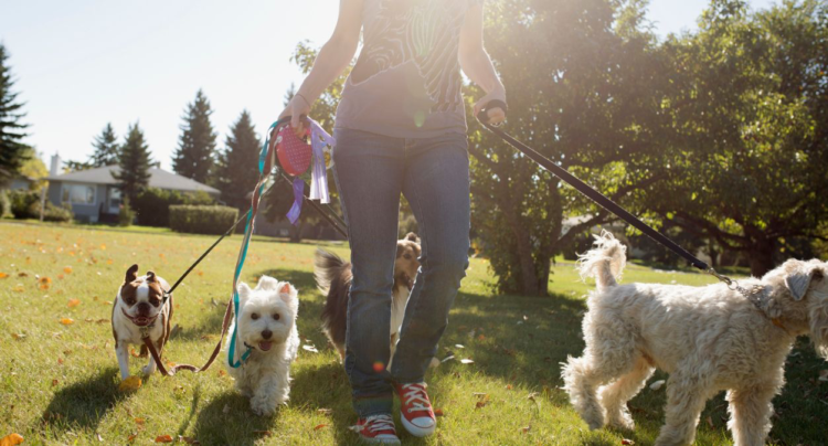 Dog Walker Owner Liability