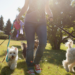 Dog Walker Owner Liability