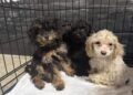 99 Dogs Rescued From Fort McMurray Home