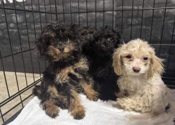 99 Dogs Rescued From Fort McMurray Home