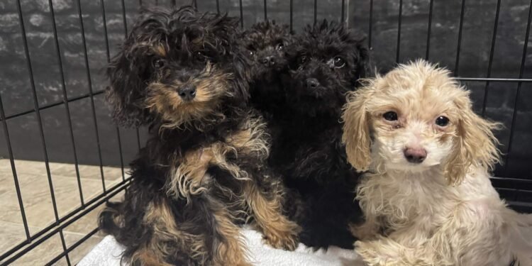 99 Dogs Rescued From Fort McMurray Home