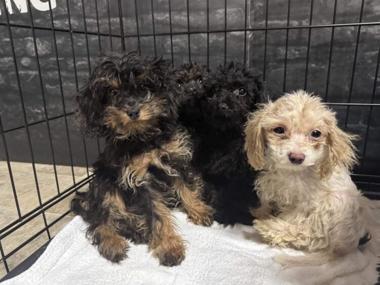 99 Dogs Rescued From Fort McMurray Home