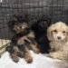 99 Dogs Rescued From Fort McMurray Home