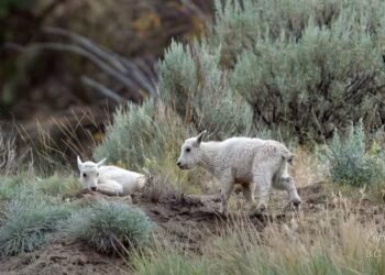 Fate of ‘iconic’ mountain goats near evacuated B.C. community uncertain