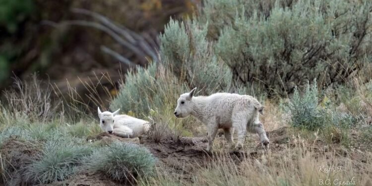Fate of ‘iconic’ mountain goats near evacuated B.C. community uncertain