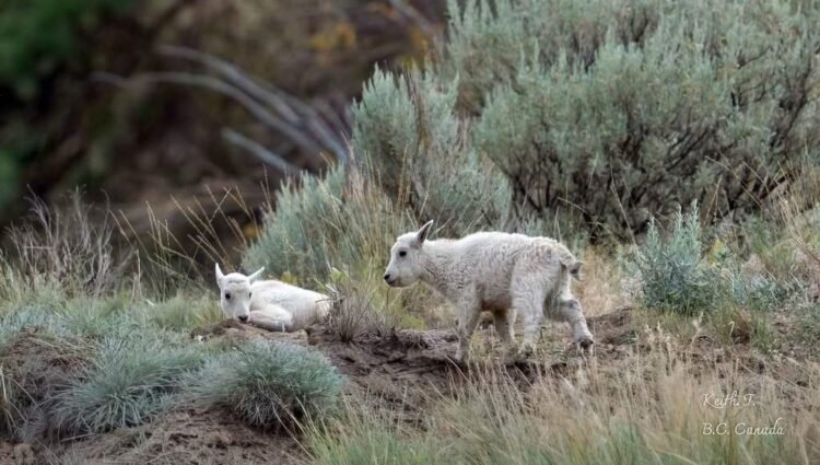 Fate of ‘iconic’ mountain goats near evacuated B.C. community uncertain