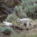 Fate of ‘iconic’ mountain goats near evacuated B.C. community uncertain