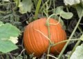 Canadian Pumpkin Farms Battered by Extreme Weather