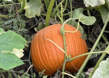Canadian Pumpkin Farms Battered by Extreme Weather
