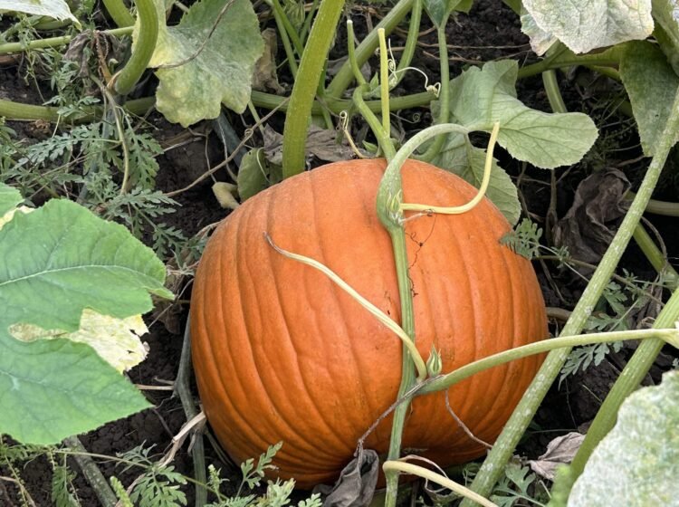 Canadian Pumpkin Farms Battered by Extreme Weather