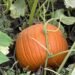 Canadian Pumpkin Farms Battered by Extreme Weather