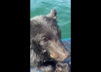 Family saves exhausted bear cub from Okanagan Lake