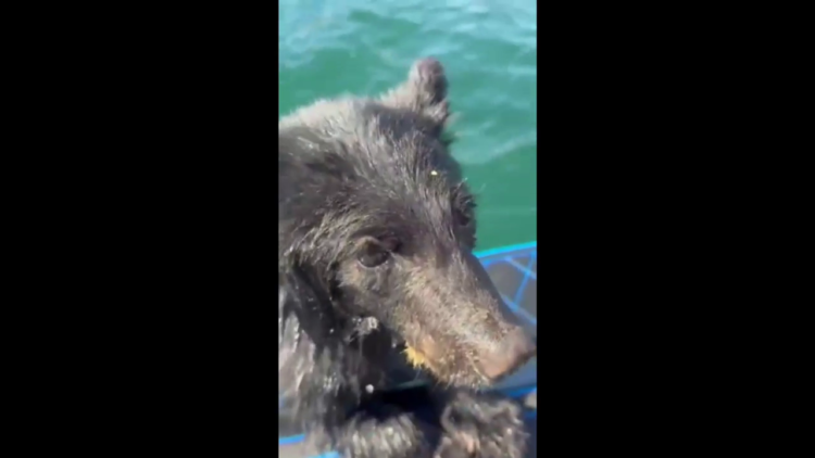 Family saves exhausted bear cub from Okanagan Lake