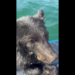 Family saves exhausted bear cub from Okanagan Lake