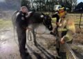 Horse Rescued From Mud Pit in Saskatchewan