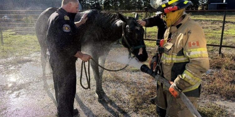Horse Rescued From Mud Pit in Saskatchewan