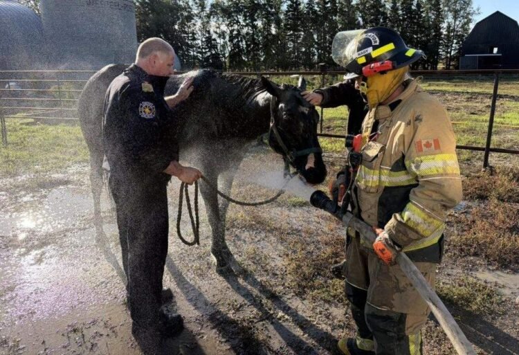 Horse Rescued From Mud Pit in Saskatchewan