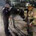 Horse Rescued From Mud Pit in Saskatchewan