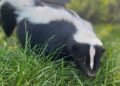 Rabies Alert Issued After Skunk Case in B.C. Interior