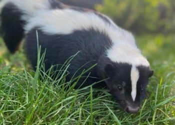 Rabies Alert Issued After Skunk Case in B.C. Interior