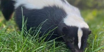 Rabies Alert Issued After Skunk Case in B.C. Interior