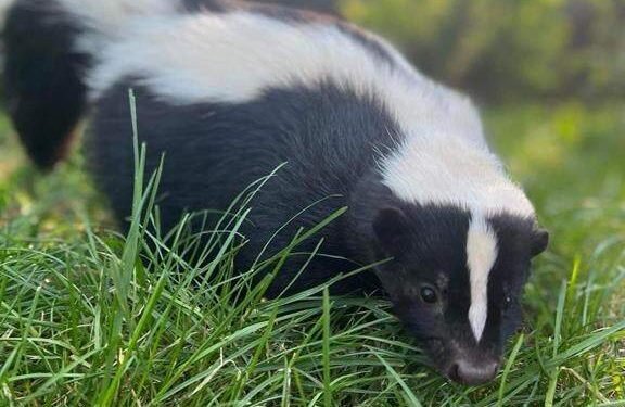 Rabies Alert Issued After Skunk Case in B.C. Interior