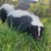 Rabies Alert Issued After Skunk Case in B.C. Interior