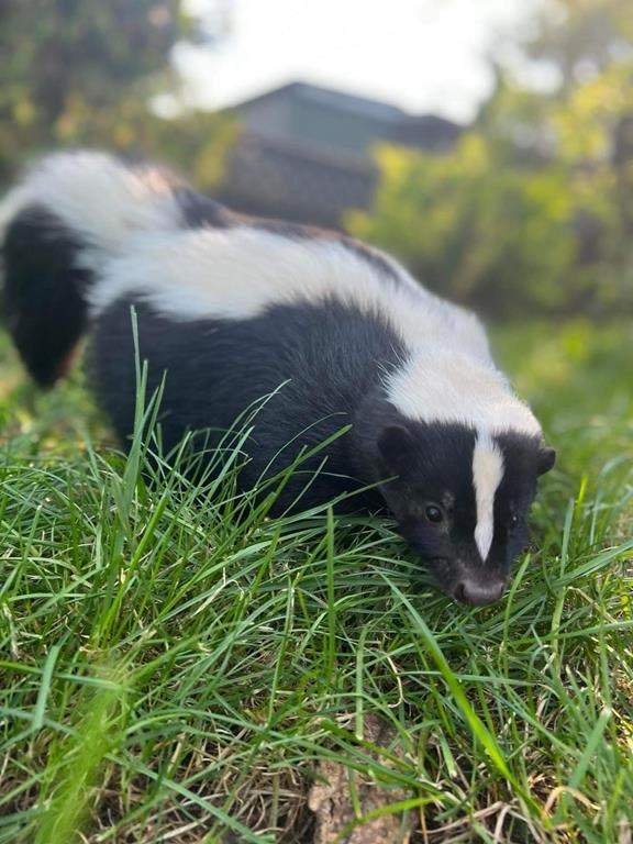 Rabies Alert Issued After Skunk Case in B.C. Interior