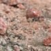 Trump Seeks Lower Price on Canadian Potash Imports