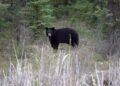 Woman Airlifted After Bear Attack Near Whistler, BC
