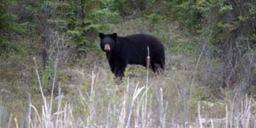 Woman Airlifted After Bear Attack Near Whistler, BC
