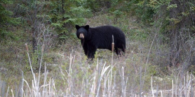Woman Airlifted After Bear Attack Near Whistler, BC