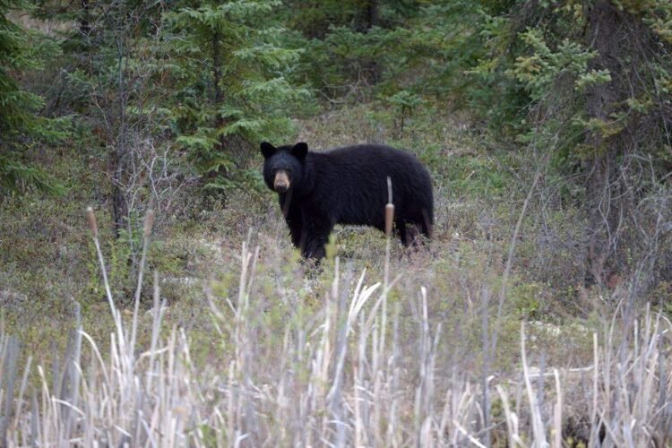 Woman Airlifted After Bear Attack Near Whistler, BC